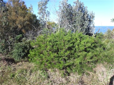 APII jpeg image of Hakea bakeriana  © contact APII