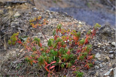 APII jpeg image of Euphorbia oblongata  © contact APII