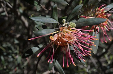 APII jpeg image of Grevillea olivacea  © contact APII