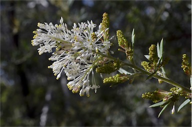 APII jpeg image of Grevillea vestita  © contact APII