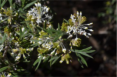 APII jpeg image of Grevillea vestita  © contact APII