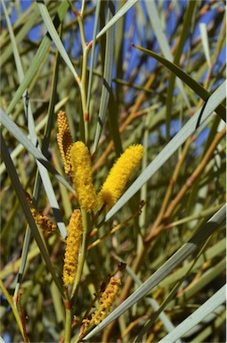 APII jpeg image of Acacia ammobia  © contact APII