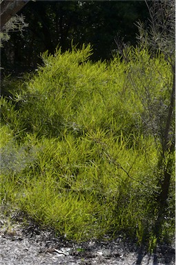 APII jpeg image of Acacia granitica  © contact APII