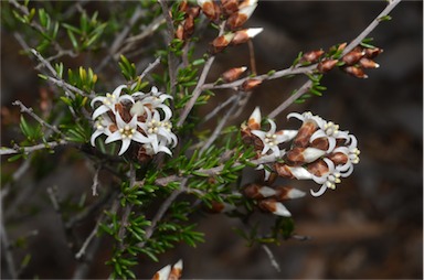 APII jpeg image of Cryptandra speciosa subsp. speciosa  © contact APII