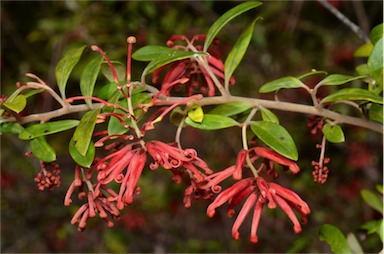 APII jpeg image of Grevillea phillipsiana  © contact APII