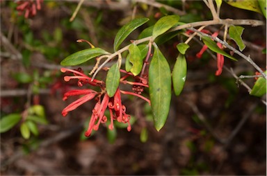 APII jpeg image of Grevillea phillipsiana  © contact APII