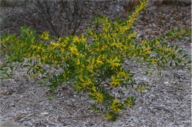 APII jpeg image of Acacia amoena  © contact APII