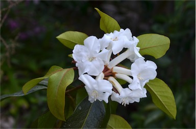 APII jpeg image of Rhododendron torajaense  © contact APII
