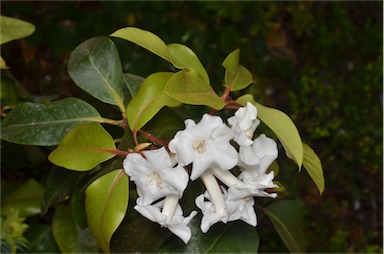 APII jpeg image of Rhododendron torajaense  © contact APII