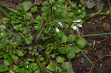 APII jpeg image of Cardamine hirsuta  © contact APII