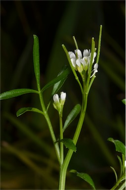 APII jpeg image of Cardamine hirsuta  © contact APII