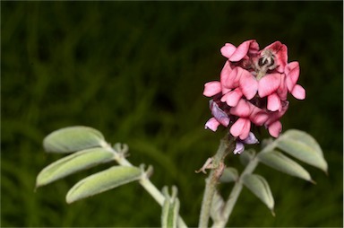 APII jpeg image of Indigofera basedowii  © contact APII