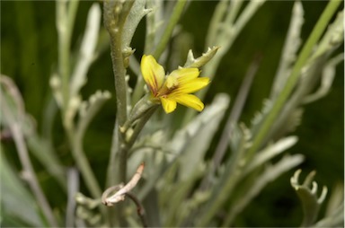 APII jpeg image of Goodenia mueckeana  © contact APII