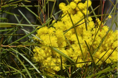 APII jpeg image of Acacia subulata  © contact APII