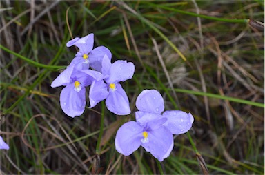 APII jpeg image of Patersonia glabrata  © contact APII