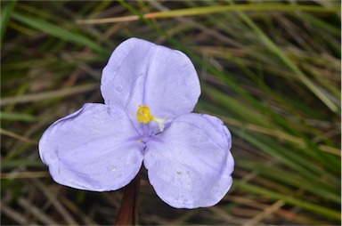 APII jpeg image of Patersonia glabrata  © contact APII