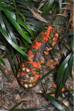 APII jpeg image of Macrozamia fawcettii  © contact APII