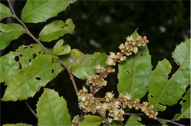 APII jpeg image of Cupaniopsis serrata  © contact APII