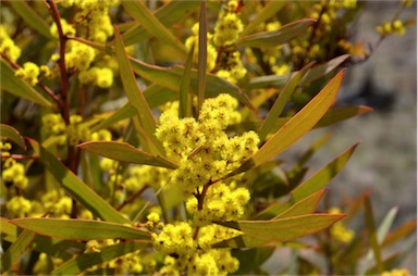 APII jpeg image of Acacia rubida  © contact APII