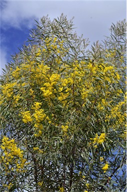 APII jpeg image of Acacia neriifolia  © contact APII