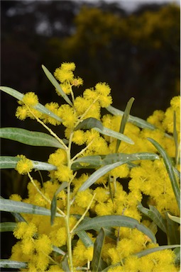 APII jpeg image of Acacia neriifolia  © contact APII