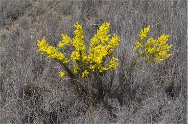 APII jpeg image of Acacia decora  © contact APII