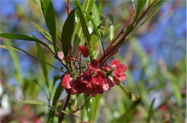 APII jpeg image of Dodonaea viscosa subsp. angustifolia  © contact APII