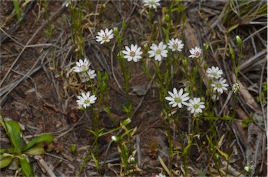 APII jpeg image of Stellaria leptoclada  © contact APII