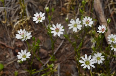 APII jpeg image of Stellaria leptoclada  © contact APII