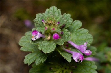 APII jpeg image of Lamium amplexicaule  © contact APII