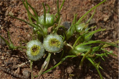 APII jpeg image of Myriocephalus rhizocephalus  © contact APII