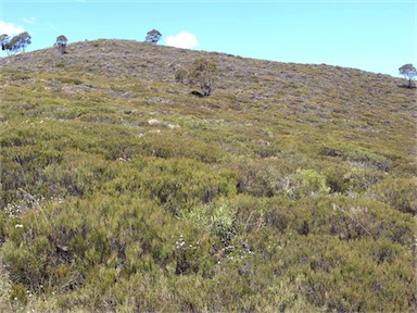 APII jpeg image of Allocasuarina nana  © contact APII