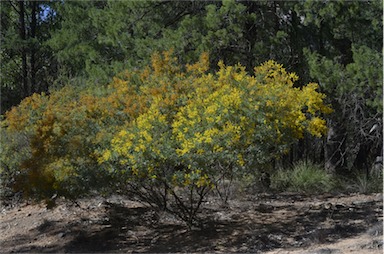 APII jpeg image of Acacia polybotrya  © contact APII