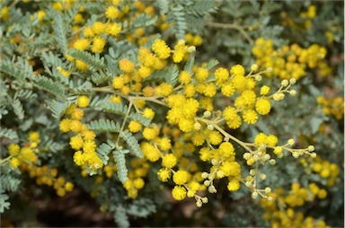 APII jpeg image of Acacia polybotrya  © contact APII