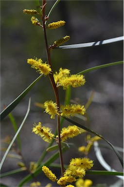 APII jpeg image of Acacia caroleae  © contact APII