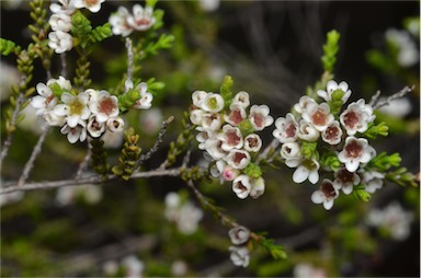 APII jpeg image of Micromyrtus sessilis  © contact APII