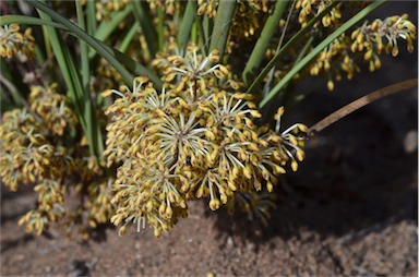 APII jpeg image of Lomandra multiflora subsp. multiflora  © contact APII