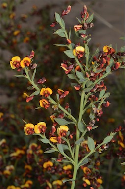 APII jpeg image of Daviesia ulicifolia subsp. pilligensis  © contact APII