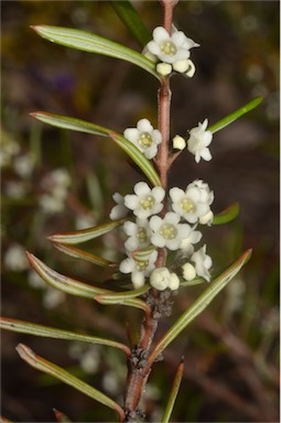 APII jpeg image of Logania albiflora  © contact APII