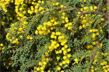 APII jpeg image of Acacia cardiophylla 'Gold Lace'  © contact APII