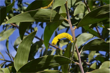 APII jpeg image of Acacia grandifolia  © contact APII