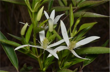 APII jpeg image of Clematis 'Southern Stars'  © contact APII