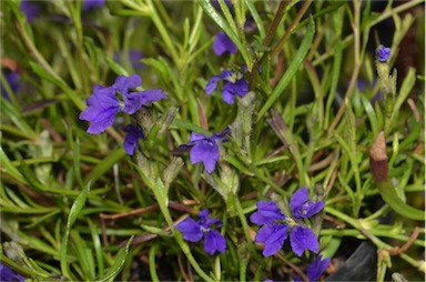 APII jpeg image of Dampiera linearis 'Violet Princess'  © contact APII