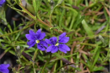 APII jpeg image of Dampiera linearis 'Violet Princess'  © contact APII