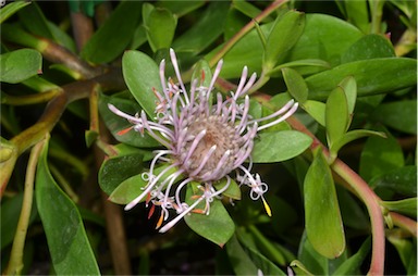 APII jpeg image of Isopogon 'Pink Drumsticks'  © contact APII