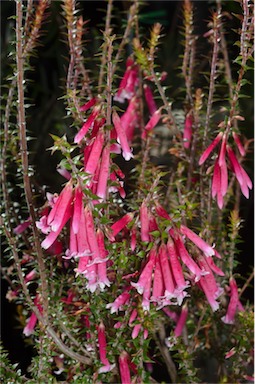 APII jpeg image of Epacris 'Pan Pipes'  © contact APII