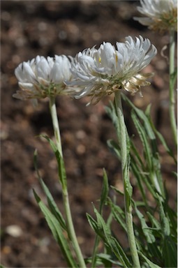 APII jpeg image of Leucochrysum 'Paper Doll'  © contact APII