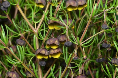 APII jpeg image of Boronia megastigma  © contact APII