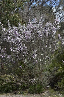 APII jpeg image of Leptospermum sericeum  © contact APII