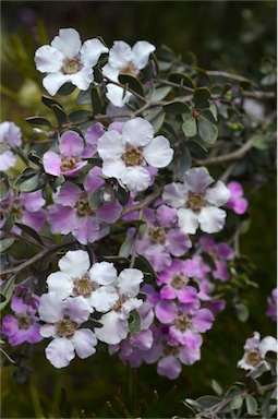 APII jpeg image of Leptospermum sericeum  © contact APII